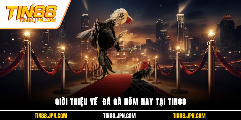 Giới thiệu về đá gà hôm nay tại Tin88