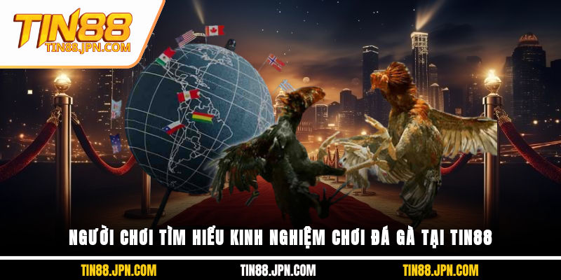 Người chơi tìm hiểu kinh nghiệm chơi đá gà tại Tin88