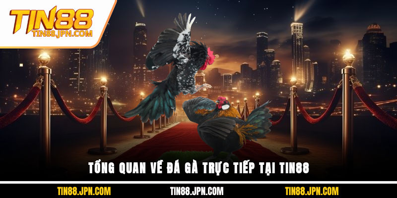 Tổng quan về đá gà trực tiếp tại Tin88