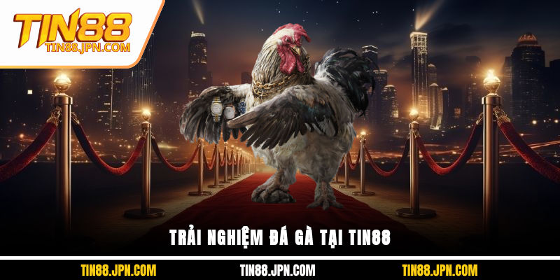 Trải nghiệm đá gà tại Tin88